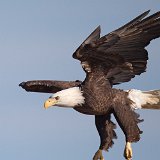 11SB7463 American Bald Eagle